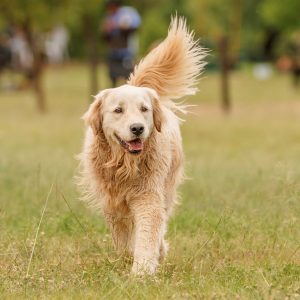 mid-day-dog-walkers-carrollton-texas
