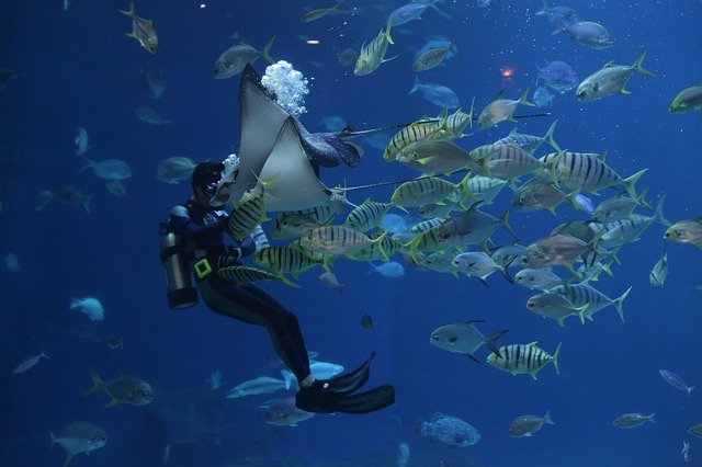 Scuba diving and fish